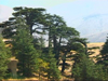 The Cedars